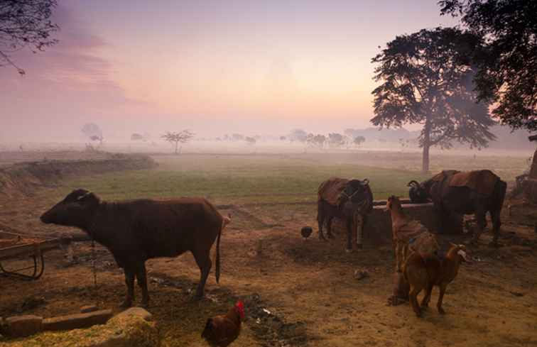 15 gårdar i Indien för att komma tillbaka till naturen / 