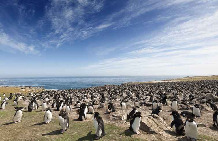 6 äventyrliga saker att göra på Falklandsöarna / Central & Sydamerika