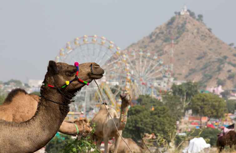 7 hôtels économiques à Pushkar pour la foire aux chameaux / Rajasthan
