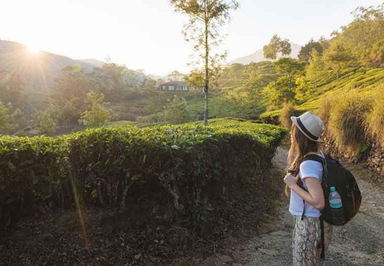 7 posti per visitare le piantagioni di tè in India / 