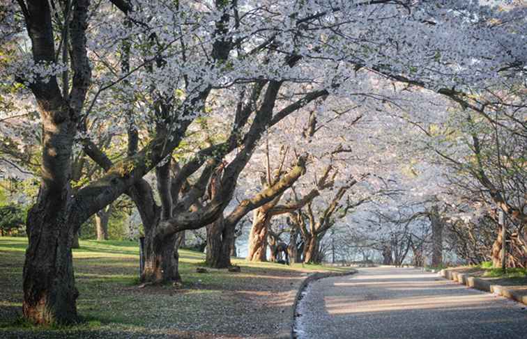 9 choses gratuites à faire à Toronto ce printemps / Toronto