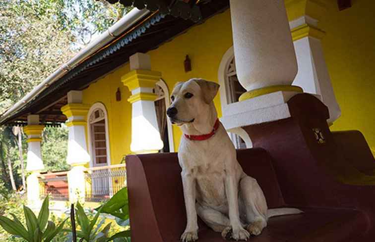 9 hôtels acceptant les animaux de compagnie à Inde pour vos vacances d'animaux / 