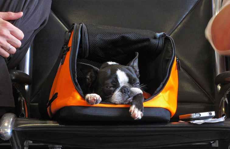 Una guida per viaggi economici con animali domestici / Sicurezza