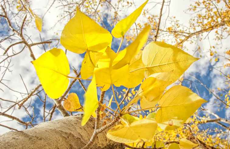 I migliori posti per trovare il colore dell'autunno in California / California