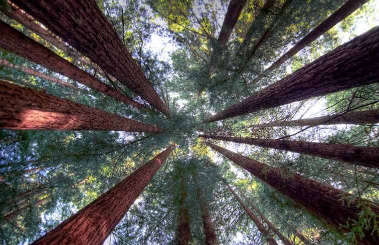 Foreste di sequoie della California / California