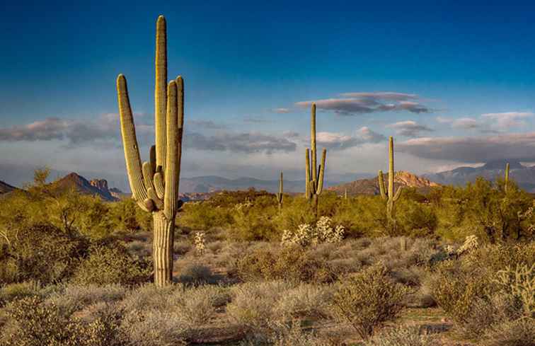 Ciudad de Phoenix, Arizona. ¿Qué tan peligroso es? / Arizona