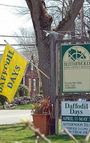 Daffodil Days en Blithewold / RhodeIsland