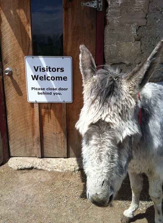 Donkey Sanctuary of Canada, Guelph, Ontario / 