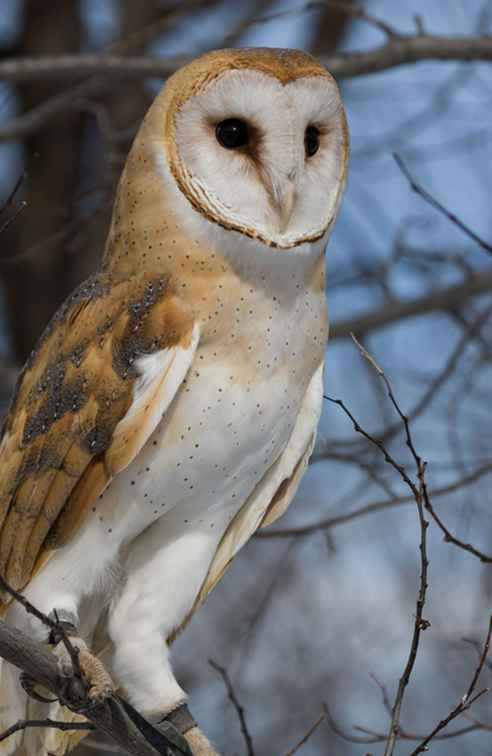 Ecomuseum A Zoo, En Wildlife Park / Montreal