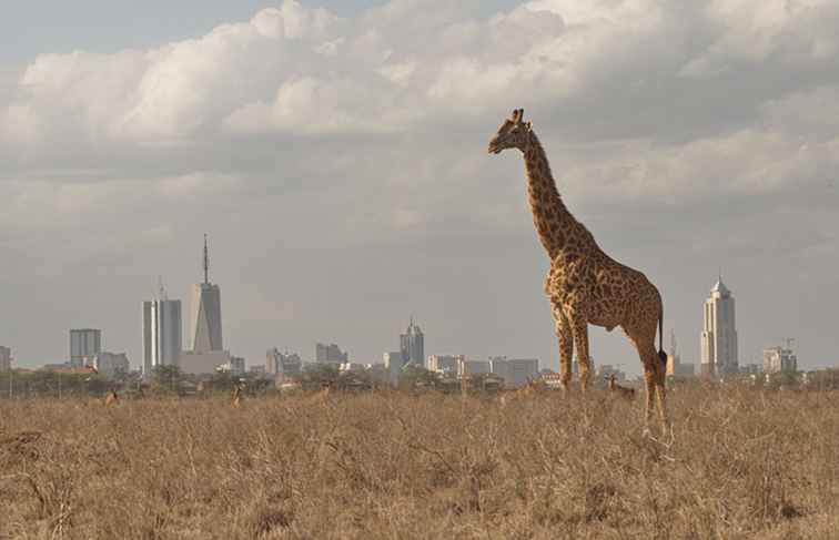 Otto delle principali attrazioni a Nairobi, in Kenya / Kenia