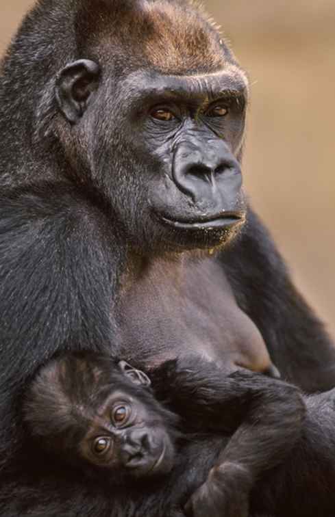 Comment économiser de l'argent au zoo d'Atlanta / Géorgie