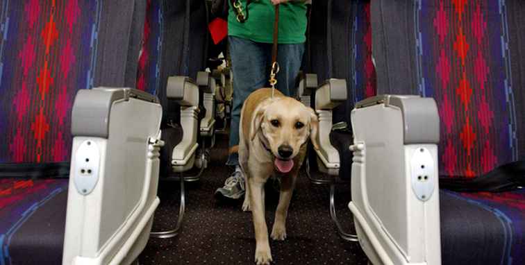Come portare il tuo animale di servizio attraverso la sicurezza aeroportuale