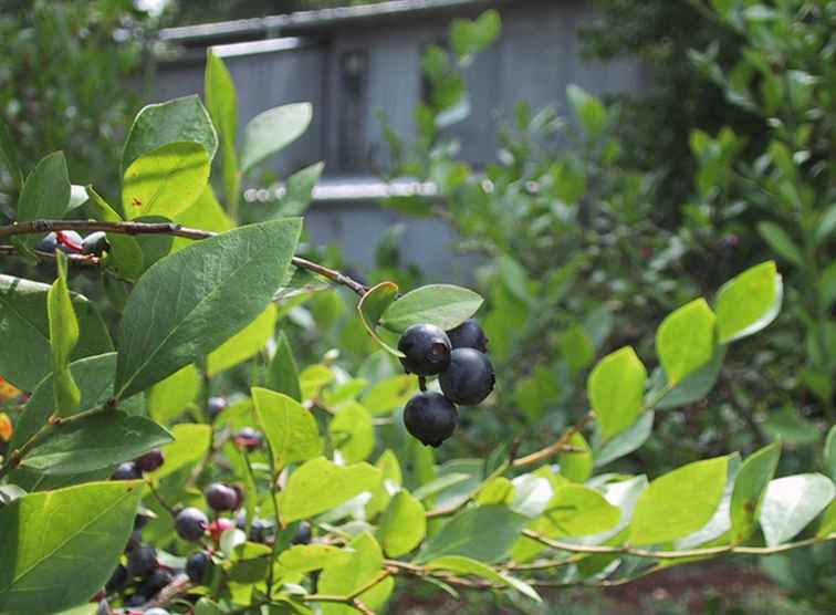 "Elige tus propios" Blueberry Farms en Carolina del Norte