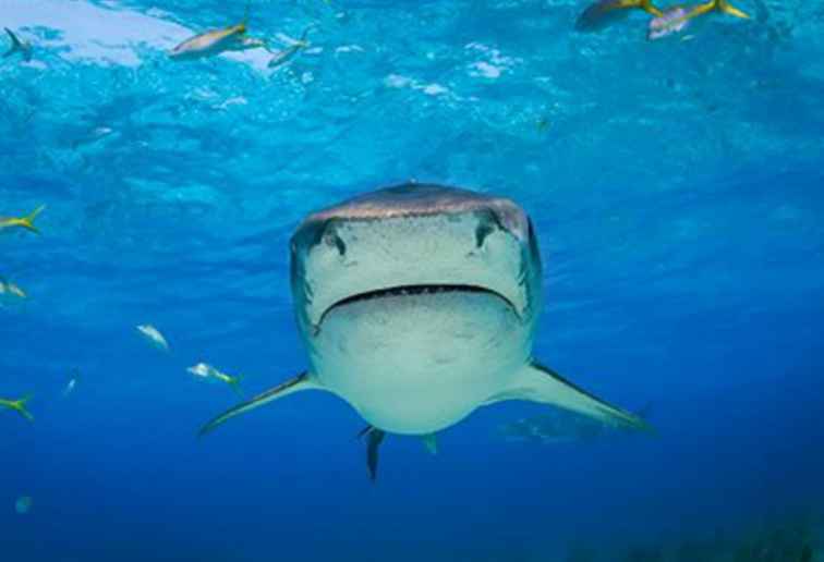 Des requins que vous pouvez suivre sur Twitter cet été / Applications et sites