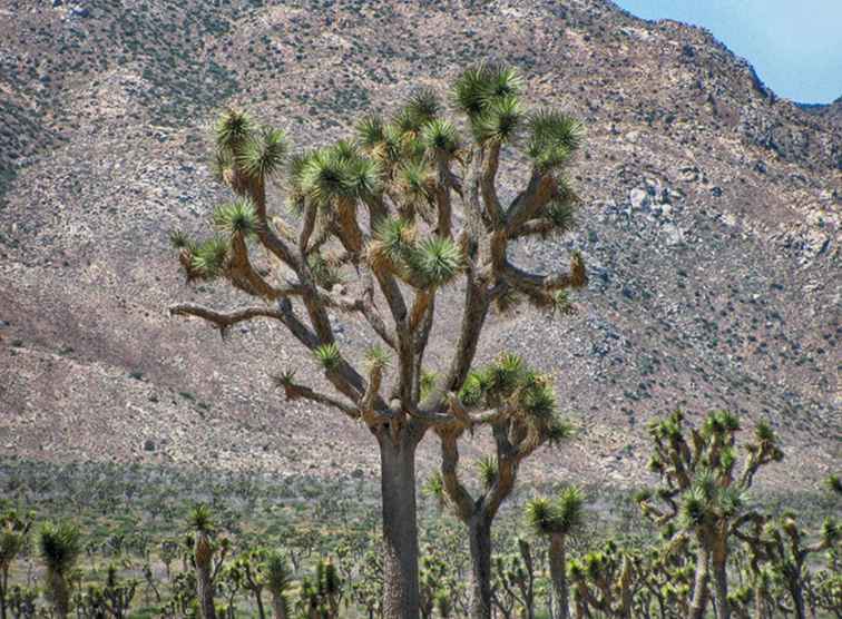 Weekend del sud della California / California