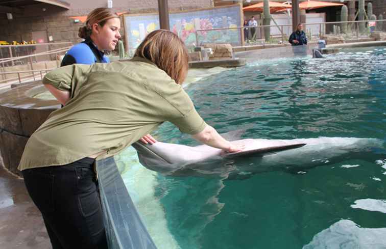 Zwem met dolfijnen op Dolphinaris Arizona / Arizona