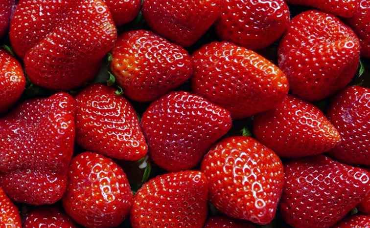 Tennessee Strawberry Festivals