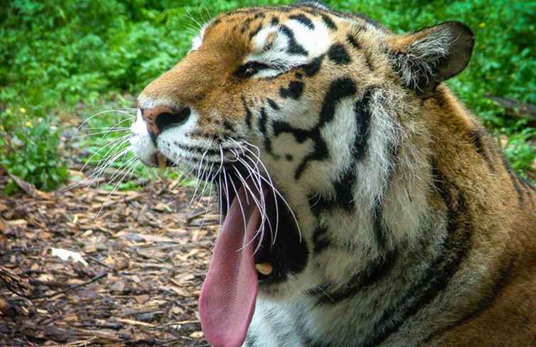 Le tigre celtique - éteint ou encore rugissant?