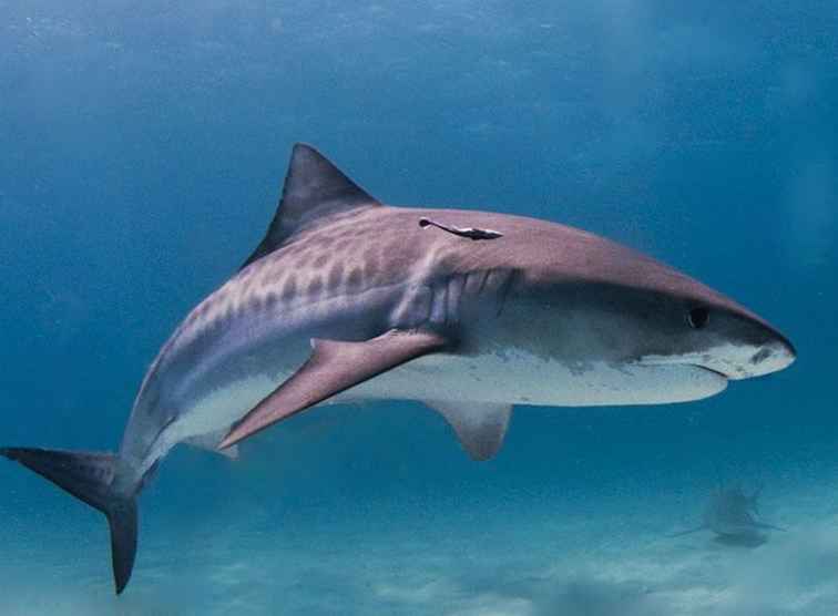 I fatti dietro gli attacchi di squalo alle Hawaii / Hawaii