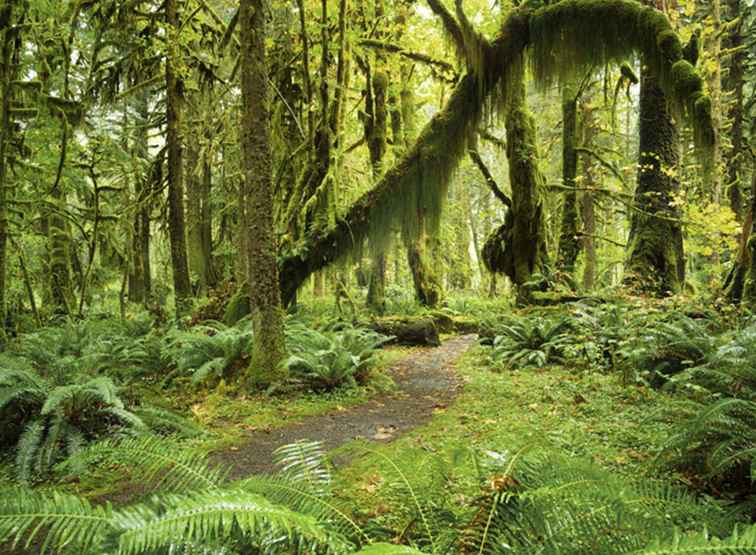 Le più belle foreste da visitare nello stato di Washington / Washington