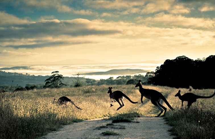 I 7 migliori libri di viaggio australiani