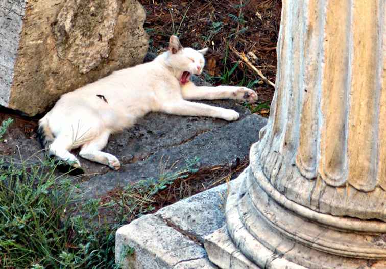 Ces ruines romaines sont le miaulement du chat - littéralement / Italie