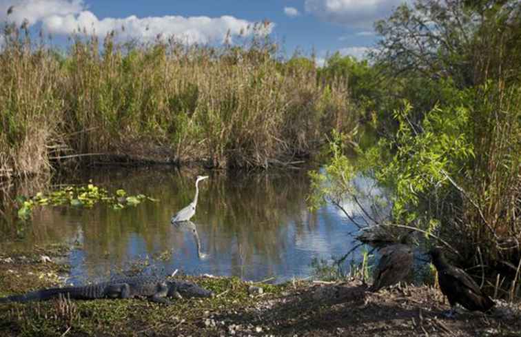 Top dingen om te doen in Kendall / Florida