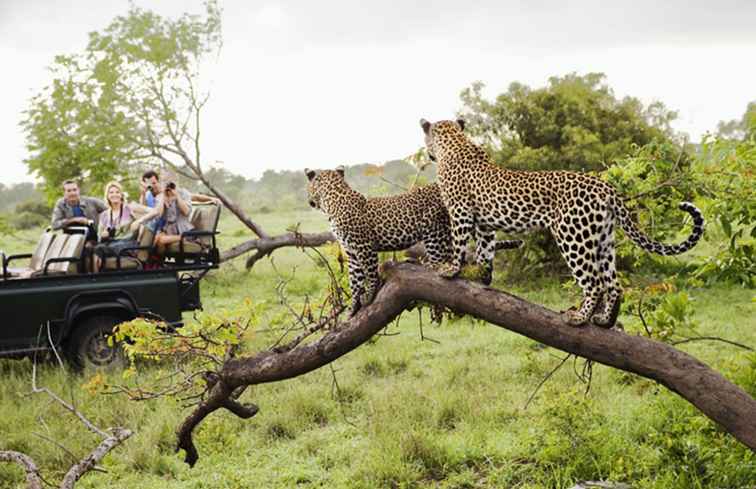 Ulusaba Safari Lodge / Zuid-Afrika