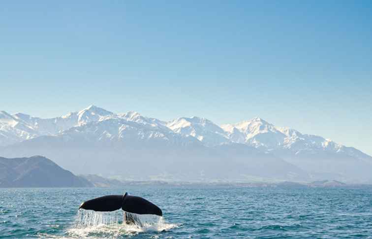 Was Sie auf Ihrer Südinsel, Neuseeland Kreuzfahrt erwarten können / Neuseeland