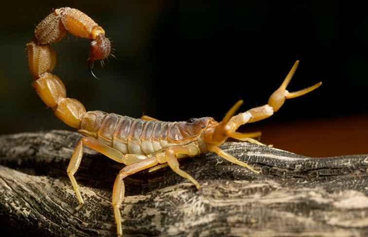 Cosa sapere sugli scorpioni in Utah