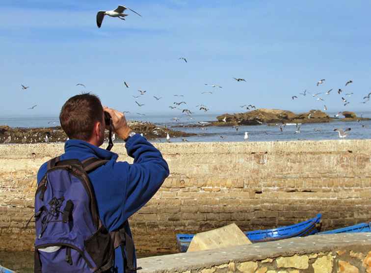 Dove andare Birdwatching a Long Island