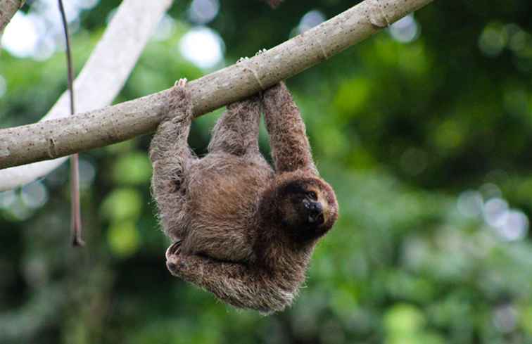 11 suggerimenti per fotografare la fauna selvatica / Avventura