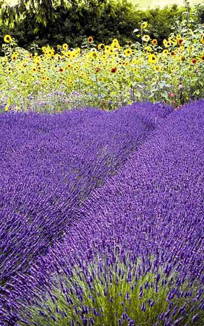 2016 Weekend di lavanda sequenziale / Washington