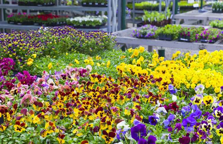 En trädgårdsmästare till de bästa plantskolorna i San Diego / kalifornien