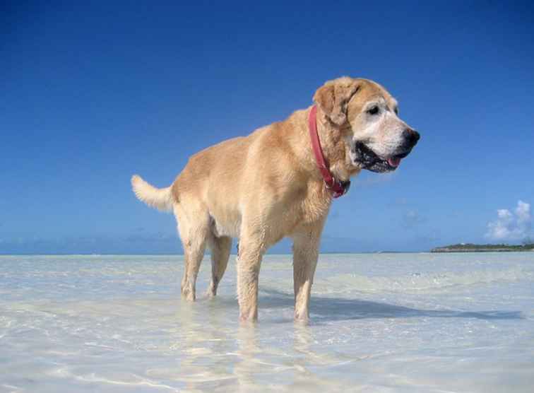 Un voyage à Bark Home À propos de voyager avec votre animal de compagnie dans les Caraïbes / 