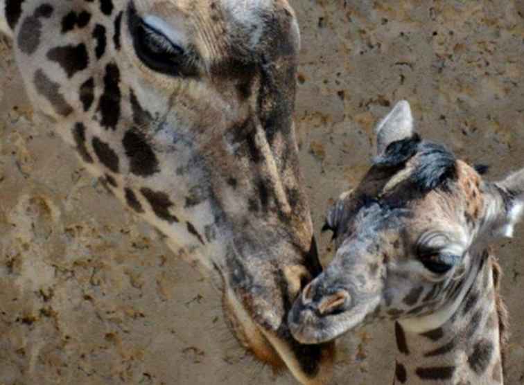 Adorable Zoo Babies que puedes conocer esta primavera