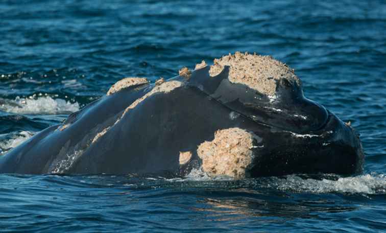 Afrikas Top Ten Whale och Dolphin-Watching Destinationer / Afrika & Middle