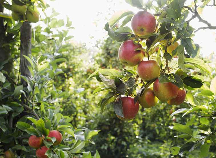 Apple Orchards nära Minneapolis och St. Paul / Minnesota