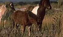 Assateague Island National Seashore / Maryland