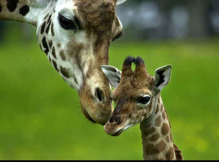 Immagini del bambino di nuovi arrivi a Longleat Safari Park / Inghilterra