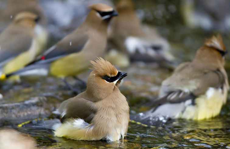 Bird Watching Hotspots in Austin / Texas