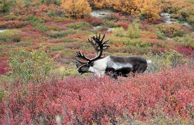 Parc national de Denali - Ce qu'il faut savoir avant de partir / Alaska