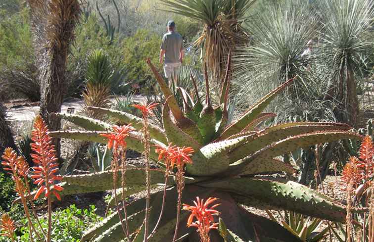 Woestijn botanische tuin in Phoenix, Arizona / Arizona