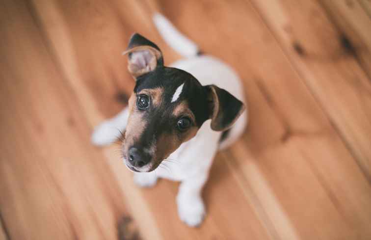 Devo ottenere una licenza per il mio animale domestico a Toronto? / Toronto