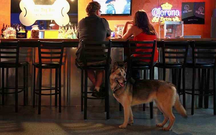 Hundvänliga restauranger i Albuquerque-området / NewMexico