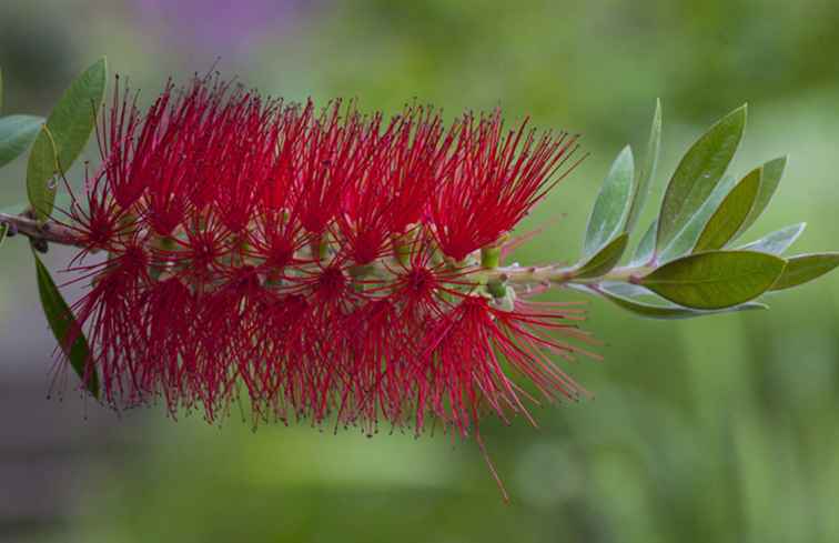 Easy Desert Plant Bottlebrush