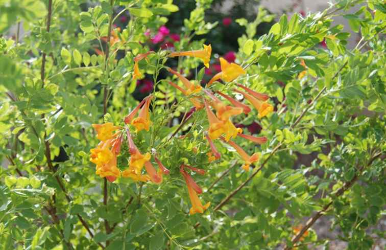 Easy Desert Plant Orange Jubilee or Orange Bells / Arizona