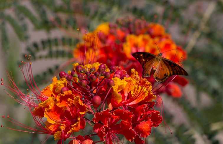 Easy Desert Plant Red Bird of Paradise / Arizona