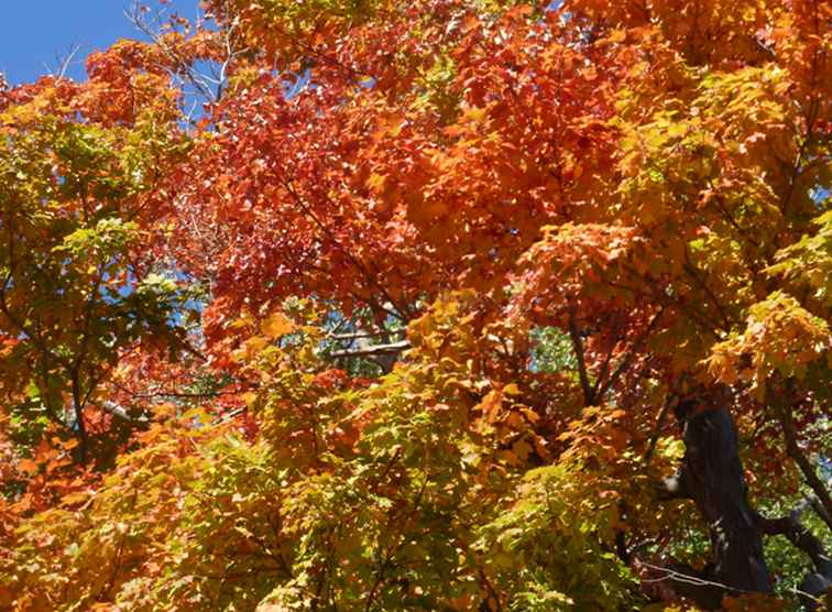 Follaje de otoño en Long Island / Nueva York