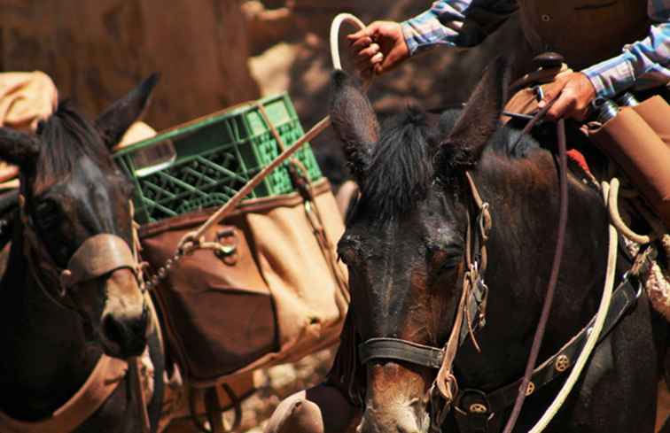 Grand Canyon Mule Trips / Arizona